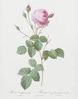 Plakat - Crenate Leaved Cabbage Rose, Les Roses (1817–1824) - Admen.dk