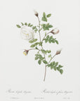 Plakat - Silver Flowered Hispid Rose, Les Roses (1817–1824) - Admen.dk