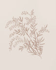 Plakat - Acacia Botanical kunst - Anis