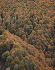 Plakat - Autumn Forest 01 - Admen.dk