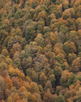 Akustik - Autumn Forest 02