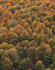 Plakat - Autumn Forest 04 - Admen.dk