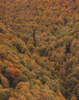 Akustik - Autumn Forest 03 - Admen.dk