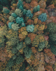 Akustik - Autumn Forest 17
