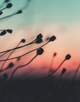 Plakat - Sunset Grass Fileld 01 - Admen.dk