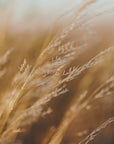 Akustik - Morning Grass Fields 05