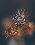 Plakat - Thistle 01 - Admen.dk