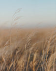 Plakat - Morning grass filelds 04 - Admen.dk
