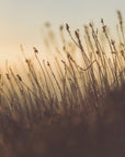 Plakat - Morning Grass Filelds 08 - Admen.dk