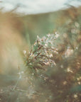 Plakat - Morning Grass Filelds 14 - Admen.dk