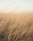 Plakat - Morning Grass Filelds 17 - Admen.dk