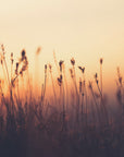 Plakat - Sunset Grass Filelds 05 - Admen.dk