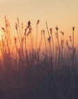 Plakat - Sunset Grass Filelds 06 - Admen.dk
