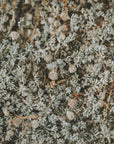 Plakat - Plants and Flowers 01 - Admen.dk