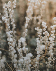 Plakat - Plants and Flowers 03 - Admen.dk