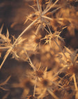 Akustik - Plants and Flowers 04