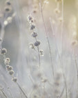 Plakat - Plants and Flowers 06 - Admen.dk