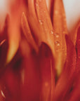 Plakat - Red Flowers 03 - Admen.dk