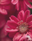 Plakat - Red Flowers 06 - Admen.dk
