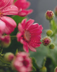 Plakat - Red Flowers 8 - Admen.dk