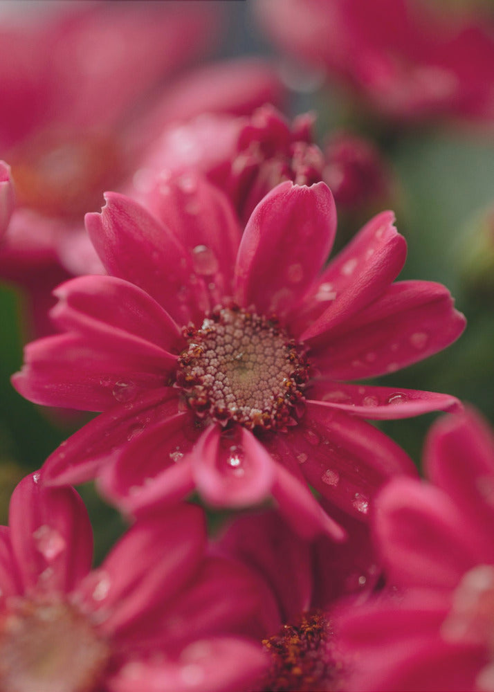 Plakat - Red Flowers 09 - Admen.dk