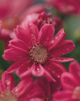Plakat - Red Flowers 09