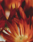 Plakat - Red Flowers 10 - Admen.dk