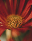 Plakat - Red Flowers 12 - Admen.dk