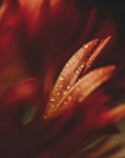 Plakat - Red Flowers 14 - Admen.dk