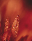 Plakat - Red Flowers 13 - Admen.dk