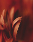 Plakat - Red Flowers 18 - Admen.dk