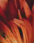 Plakat - Red Flowers 20 - Admen.dk