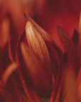 Plakat - Red Flowers 19 - Admen.dk
