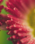 Plakat - Red Flowers 24 - Admen.dk