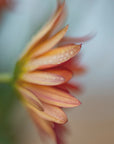 Plakat - Red Flowers 23 - Admen.dk