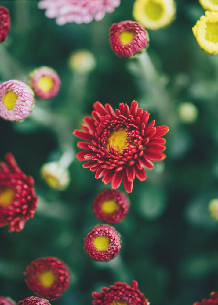 Plakat - Red Flowers 28 - Admen.dk