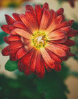 Plakat - Red Flowers 29 - Admen.dk