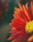 Plakat - Red Flowers 30 - Admen.dk