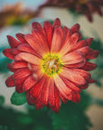 Plakat - Red Flowers 32 - Admen.dk