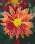 Plakat - Red Flowers 34 - Admen.dk