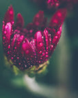 Plakat - Red Flowers 37 - Admen.dk