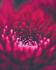 Plakat - Red Flowers 38 - Admen.dk