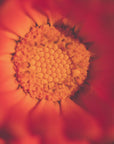 Plakat - Red Flowers 45 - Admen.dk