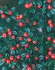 Plakat - Red Flowers 51 - Admen.dk