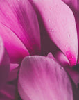 Plakat - Pink Flowers 01 - Admen.dk