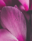 Plakat - Pink Flowers 02 - Admen.dk