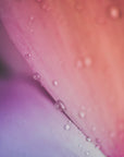 Plakat - Pink Flowers 05 - Admen.dk