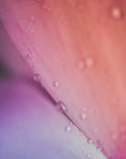 Plakat - Pink Flowers 05 - Admen.dk