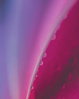 Plakat - Pink Flowers 19 - Admen.dk