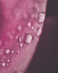 Plakat - Pink Flowers 23 - Admen.dk